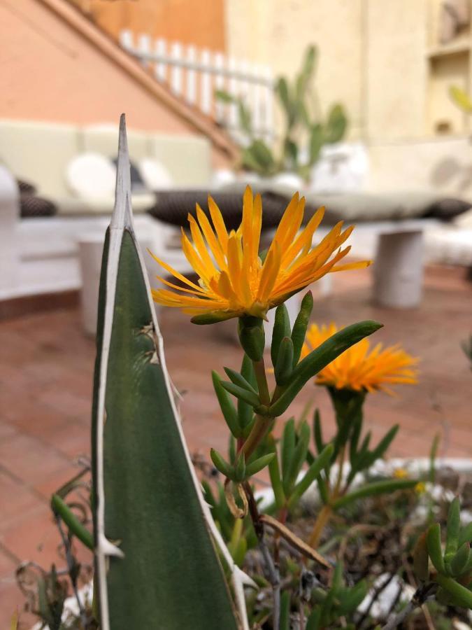 Navona Sunshine Big Terrace Leilighet Roma Eksteriør bilde